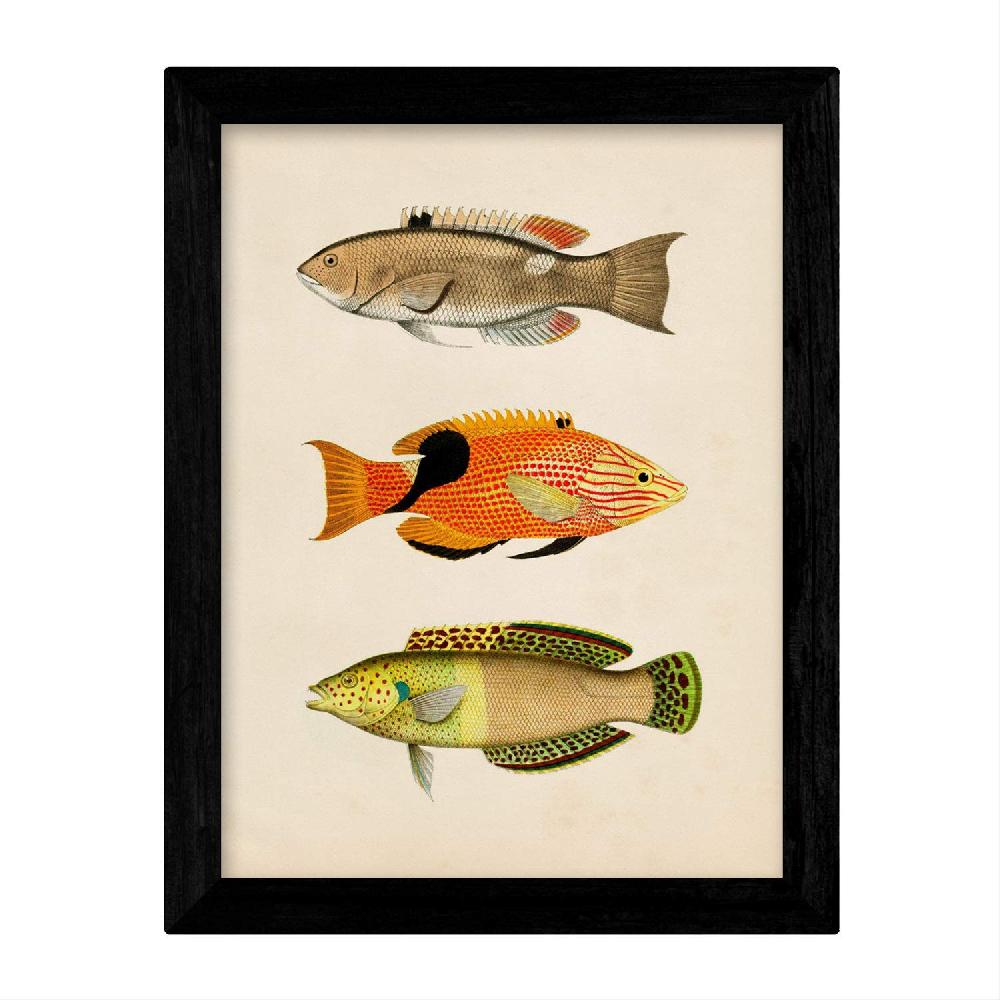 Nacnic Set De 4 Láminas Vintage De Peces Coloridos