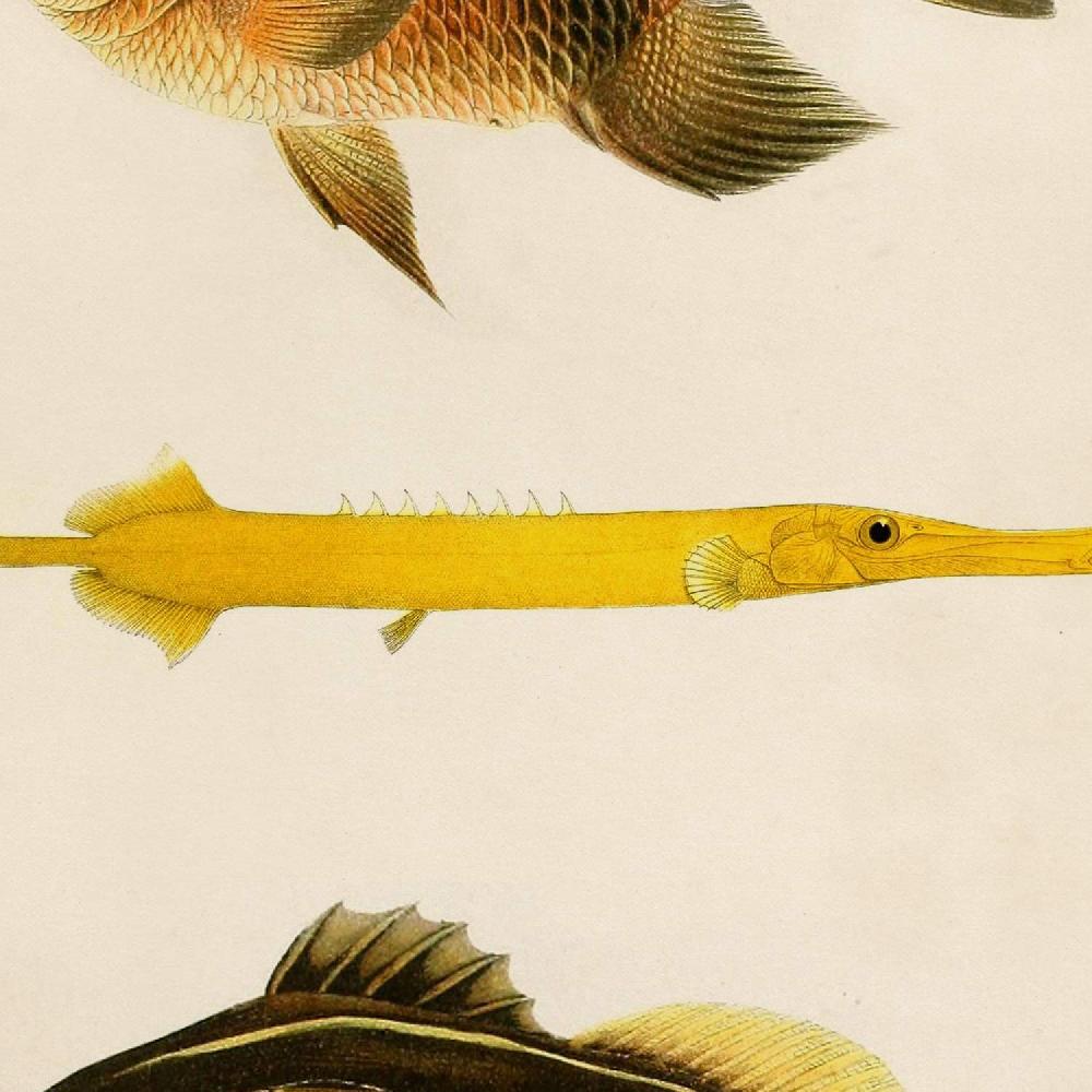 Nacnic Set De 4 Láminas Vintage De Peces Coloridos