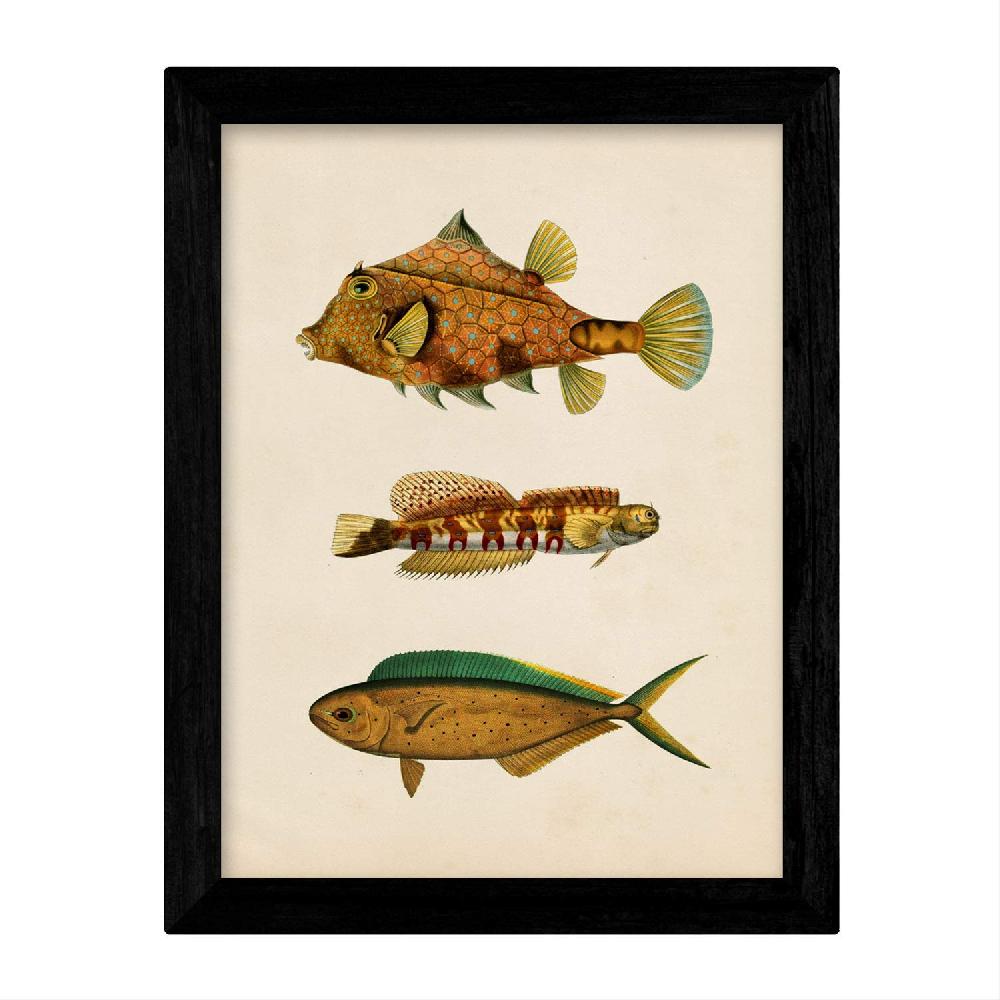 Nacnic Set De 4 Láminas Vintage De Peces Coloridos