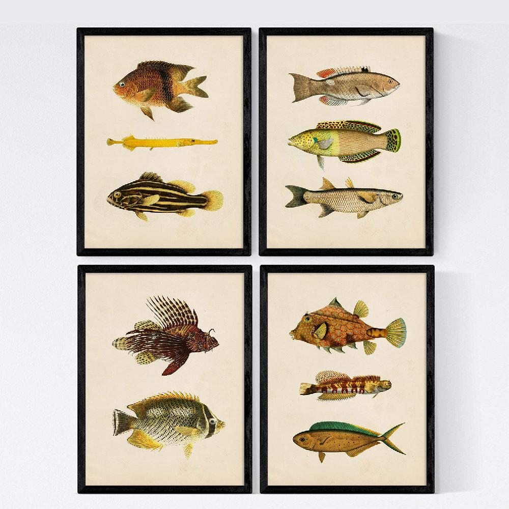 nacnic Set de 4 láminas vintage de peces coloridos