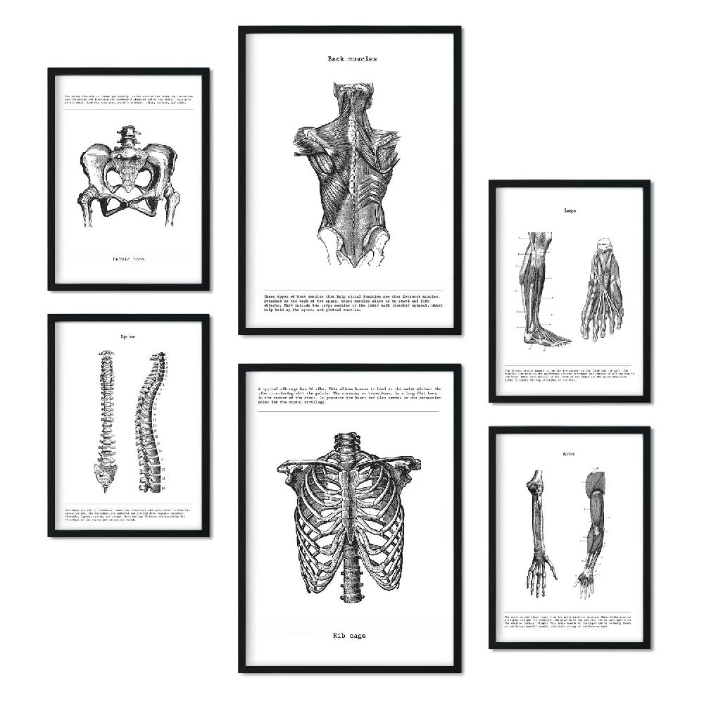 Nacnic Set De 6 Láminas De Anatomía Estilo Collage