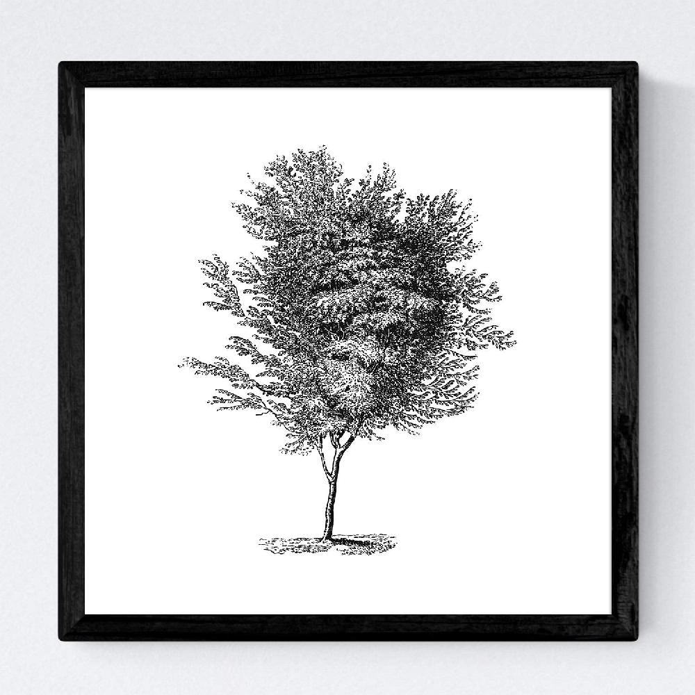 Nacnic Set De Láminas De Arboles