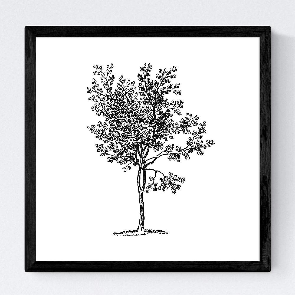 Nacnic Set De Láminas De Arboles