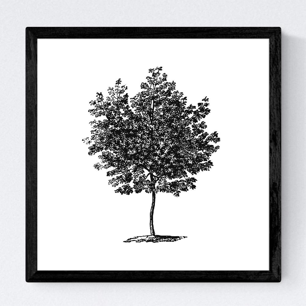 Nacnic Set De Láminas De Arboles