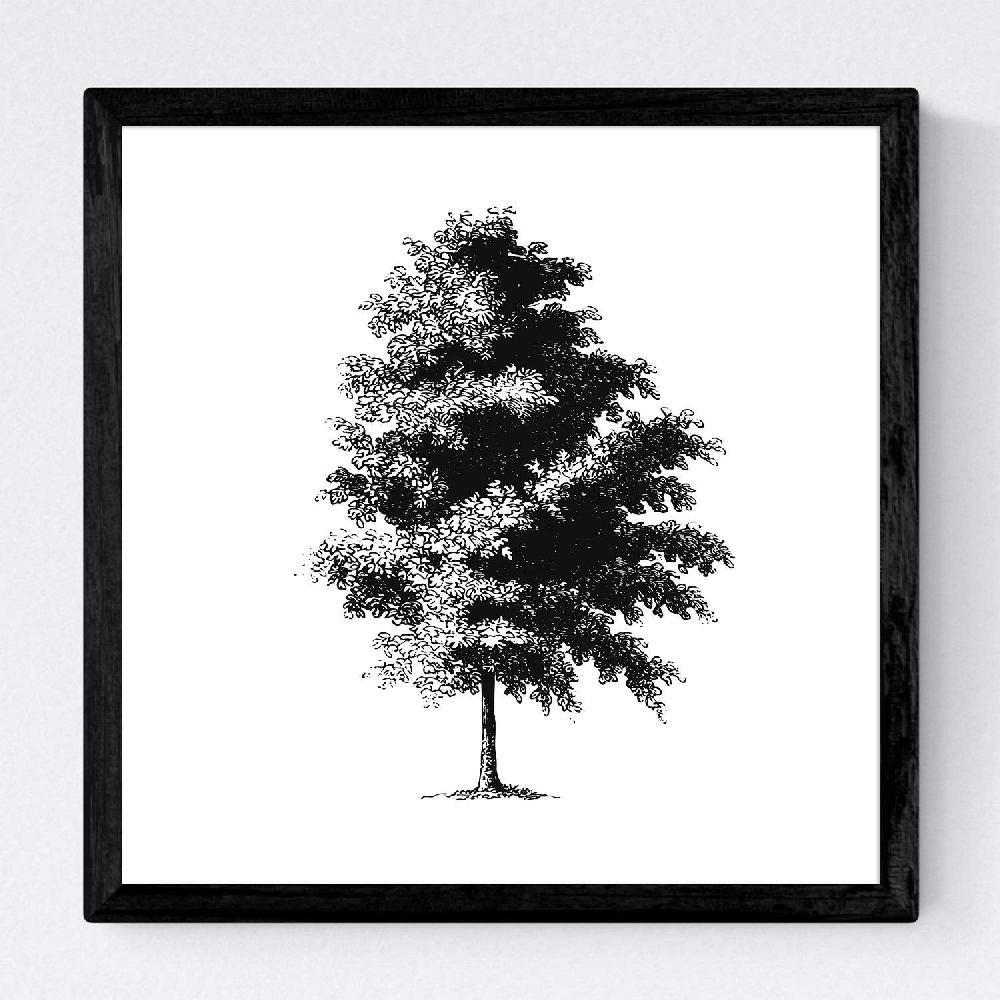 Nacnic Set De Láminas De árboles Con Fondo Blanco