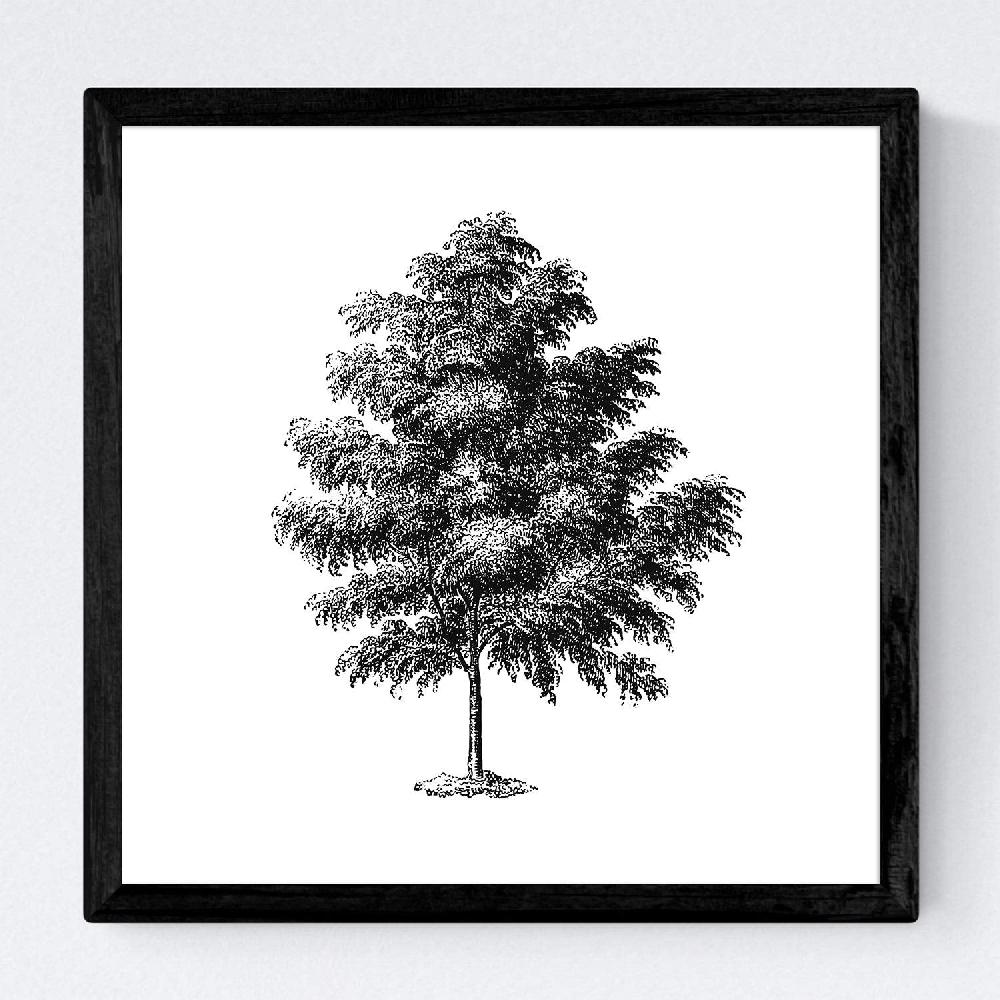 Nacnic Set De Láminas De árboles Con Fondo Blanco