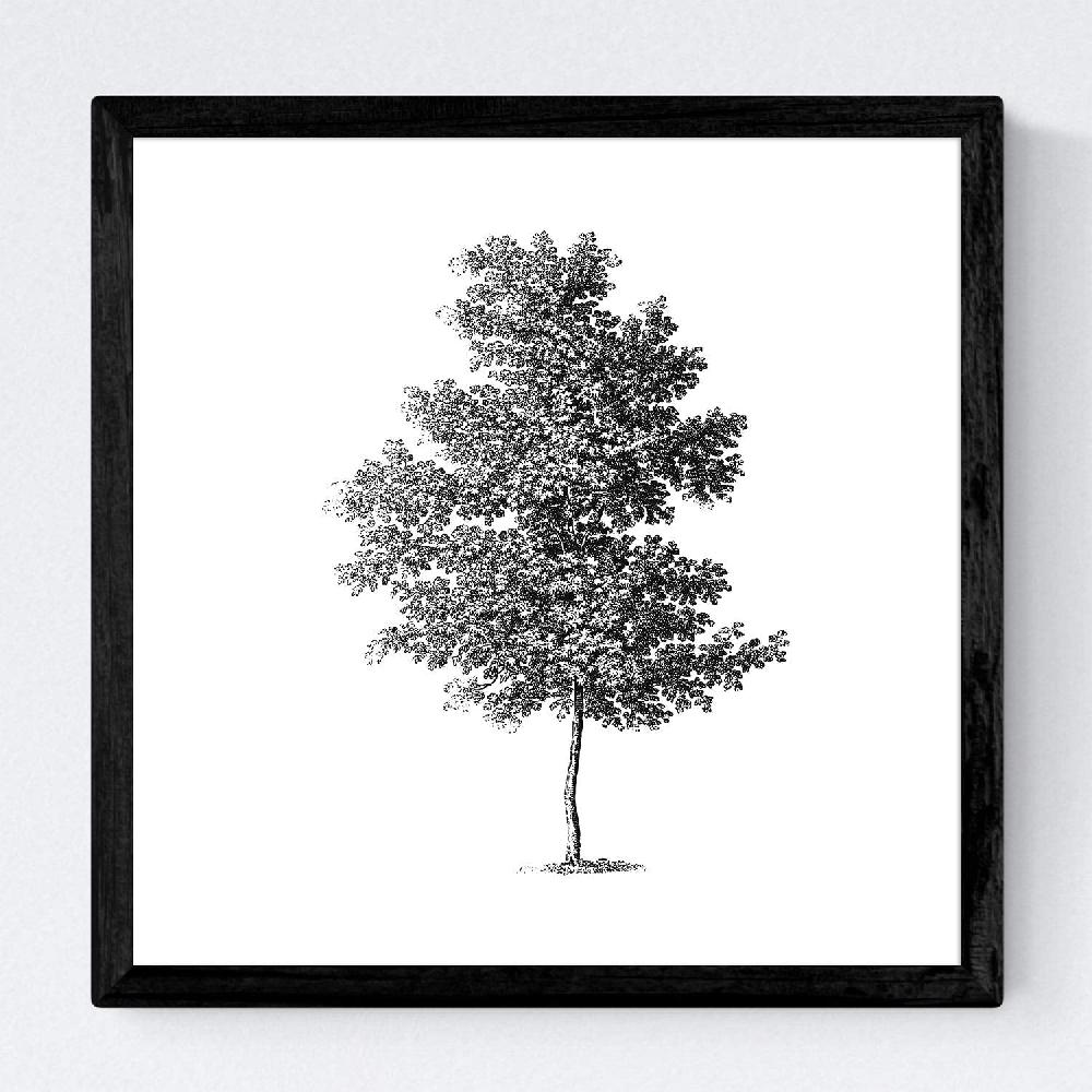 Nacnic Set De Láminas De árboles Con Fondo Blanco