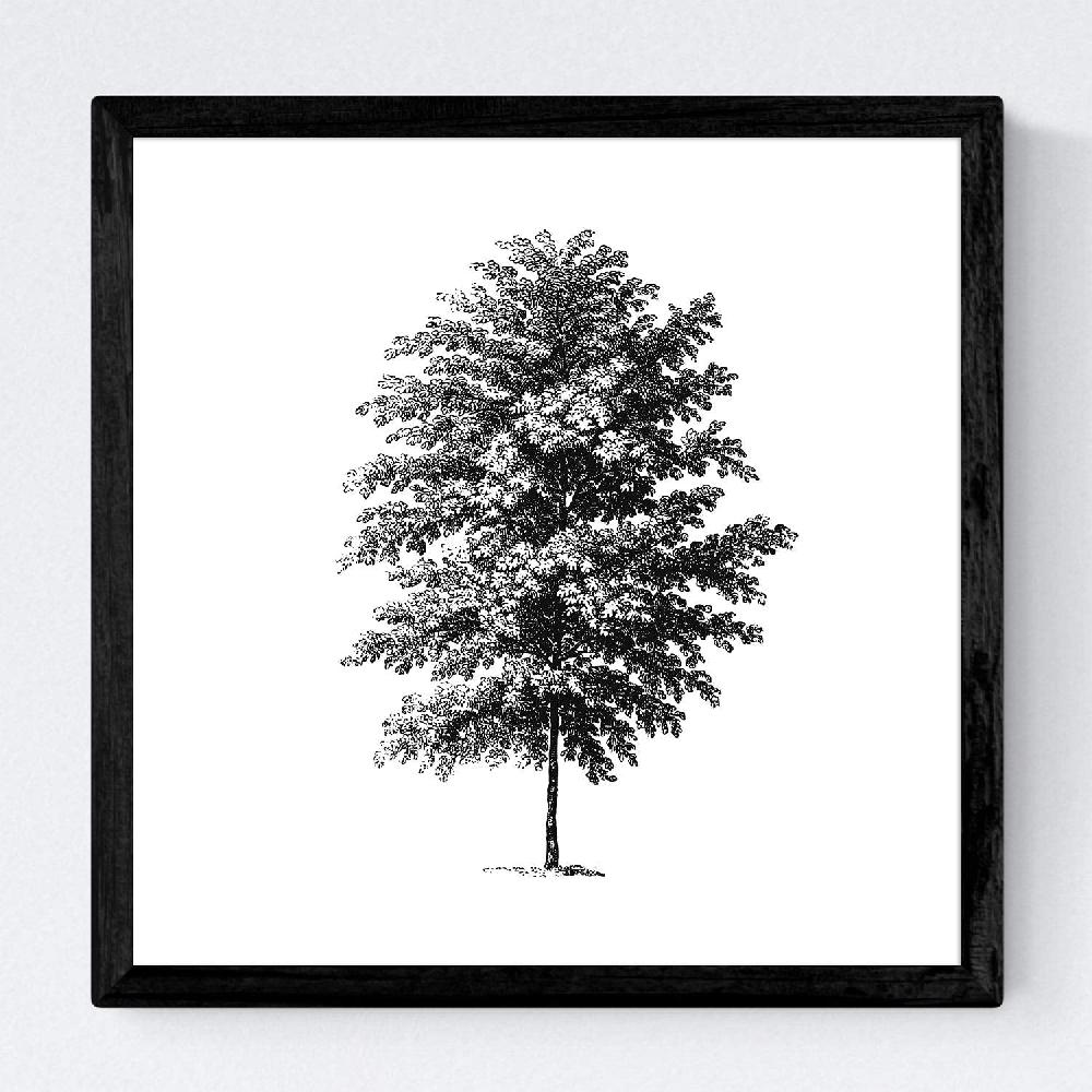 Nacnic Set De Láminas De Árboles Con Tronco Fino