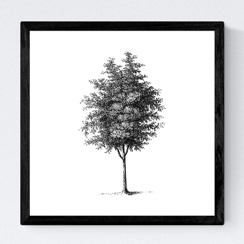 Nacnic Set De Láminas De Árboles Con Tronco Fino