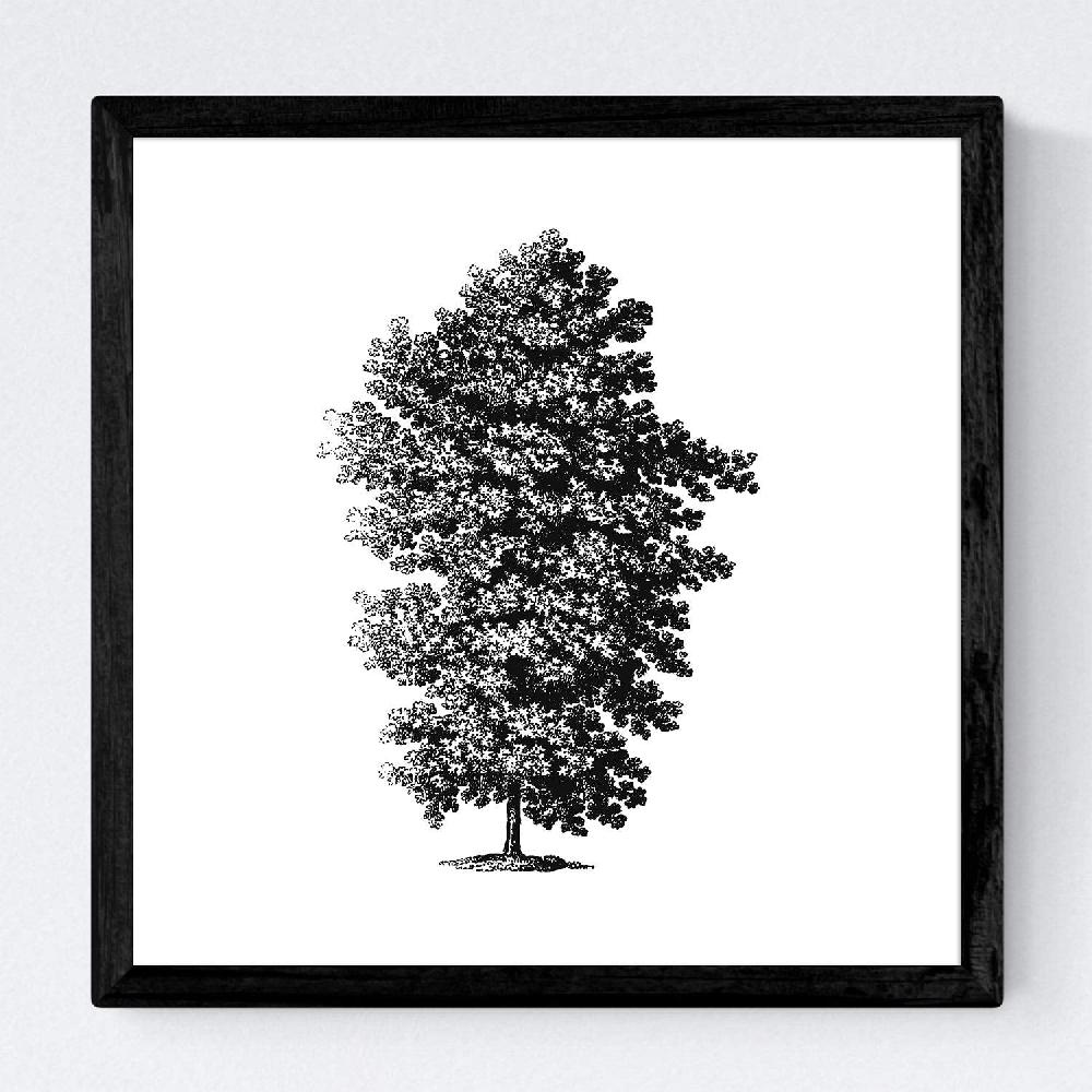 Nacnic Set De Láminas De Arboles