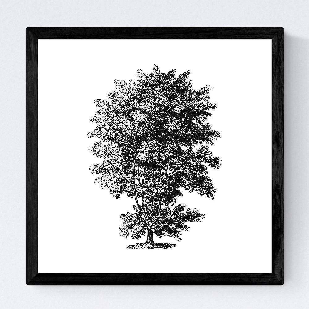 Nacnic Set De Láminas De Arboles