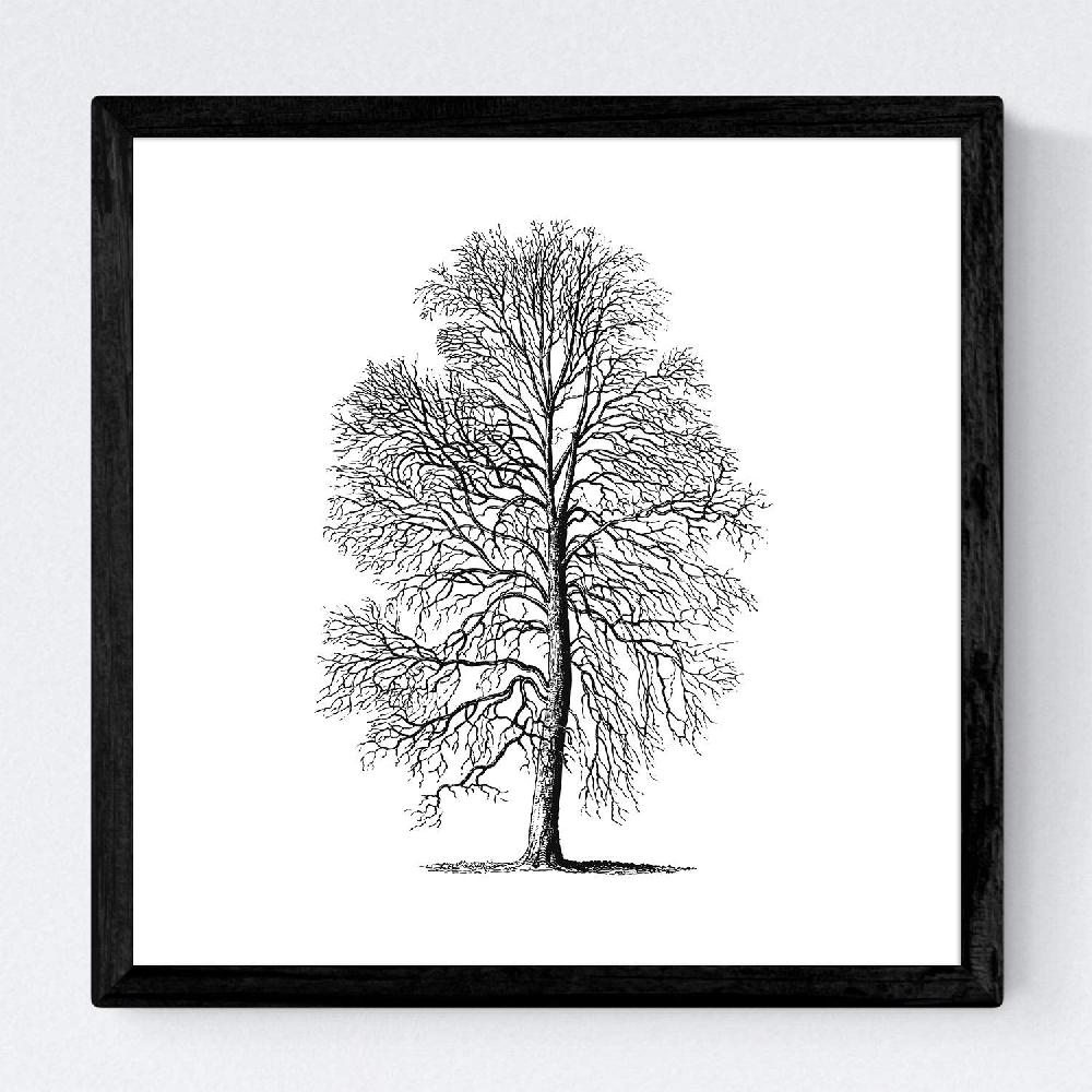 Nacnic Set De Láminas De Arboles En Fondo Blanco