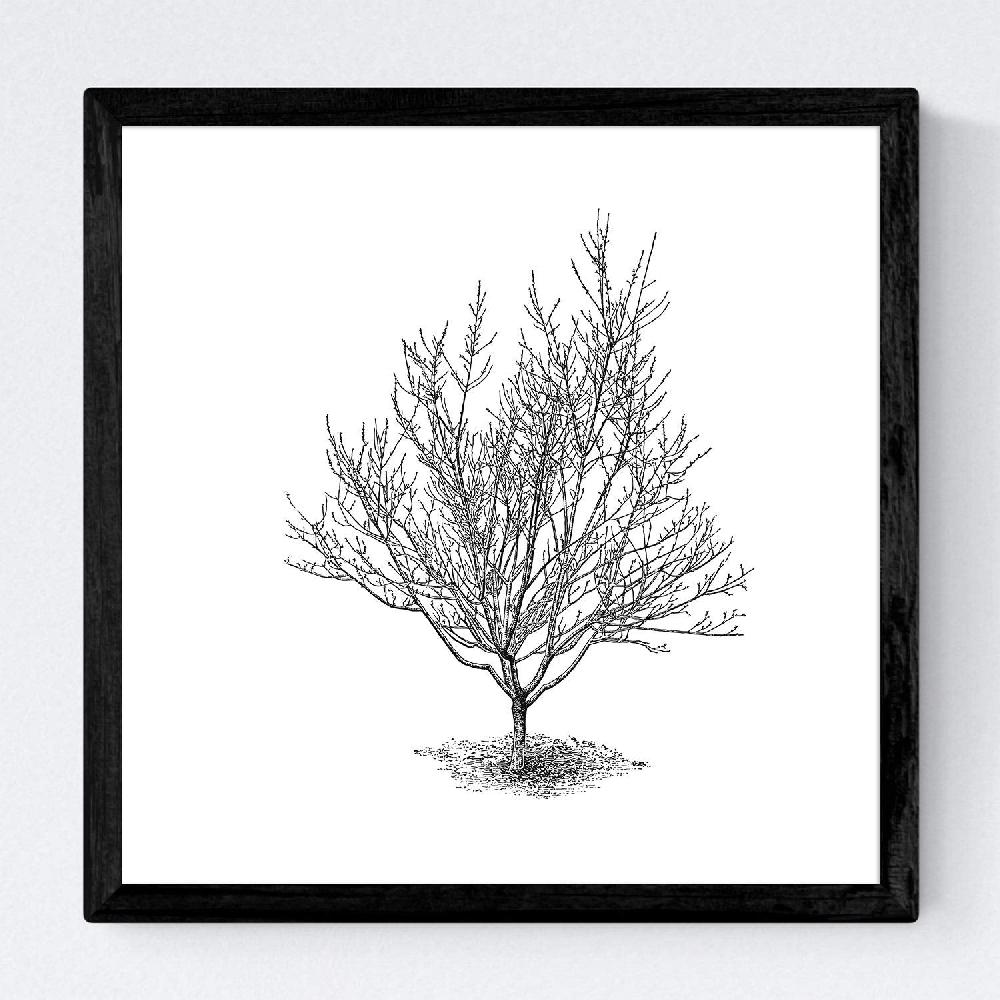 Nacnic Set De Láminas De Arboles En Fondo Blanco