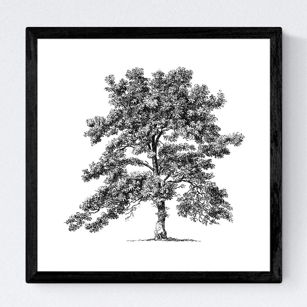 Nacnic Set De Láminas De Arboles En Fondo Blanco