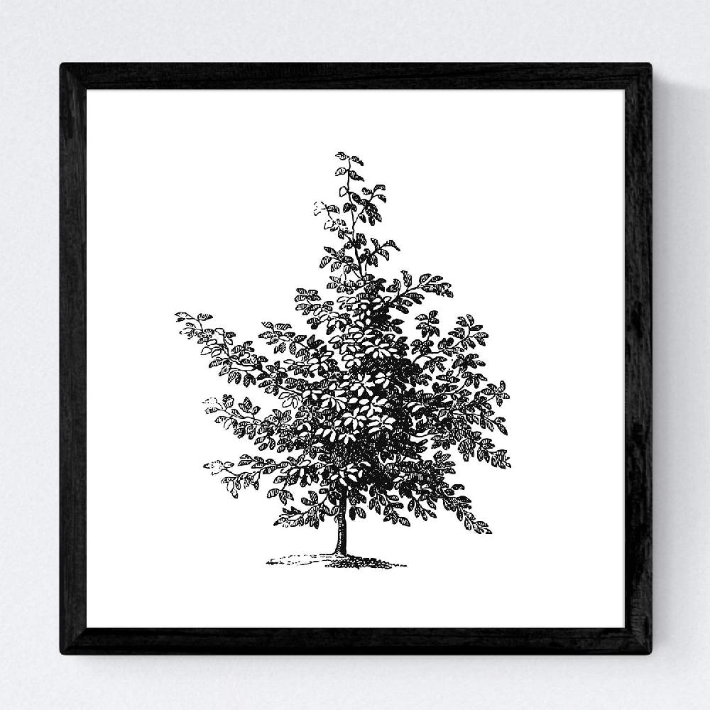 Nacnic Set De Láminas De Arboles En Fondo Blanco