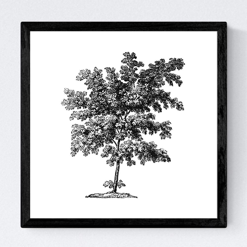 Nacnic Set De Láminas De Arboles En Fondo Blanco