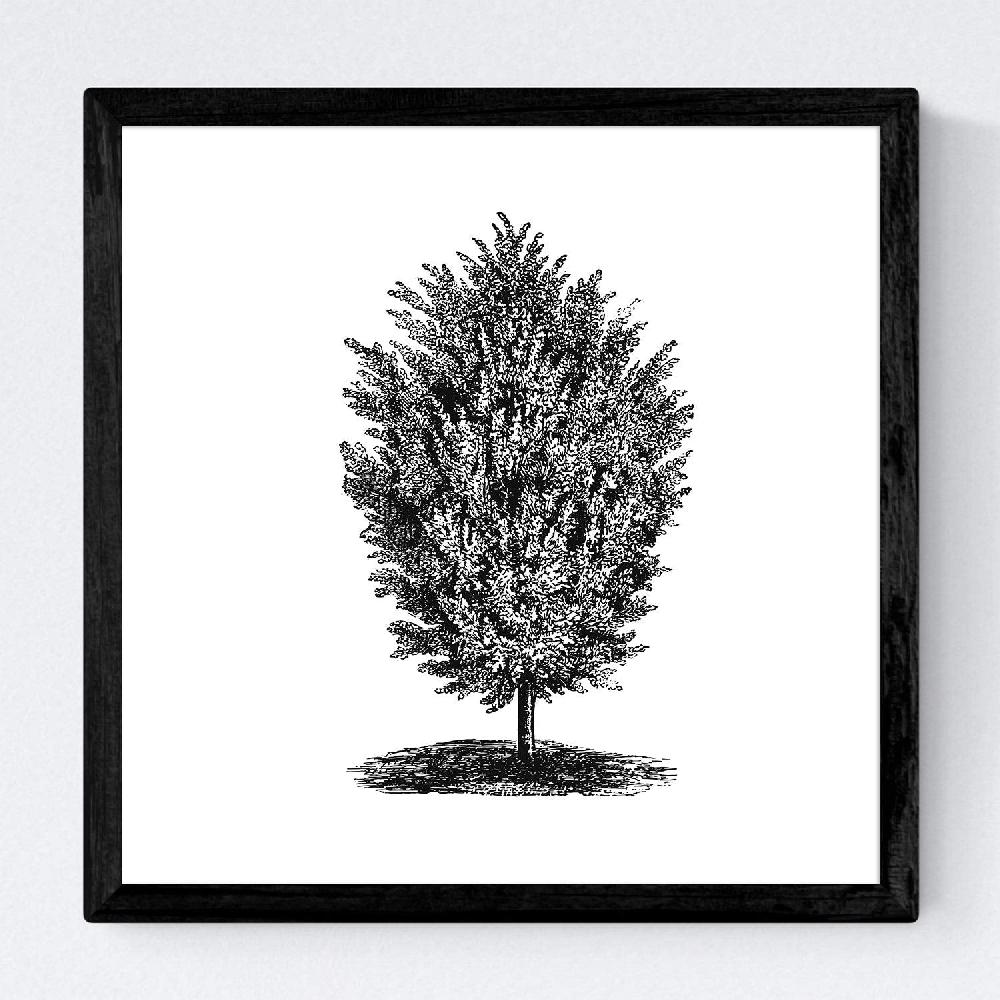Nacnic Set De Láminas De Arboles Fondosos