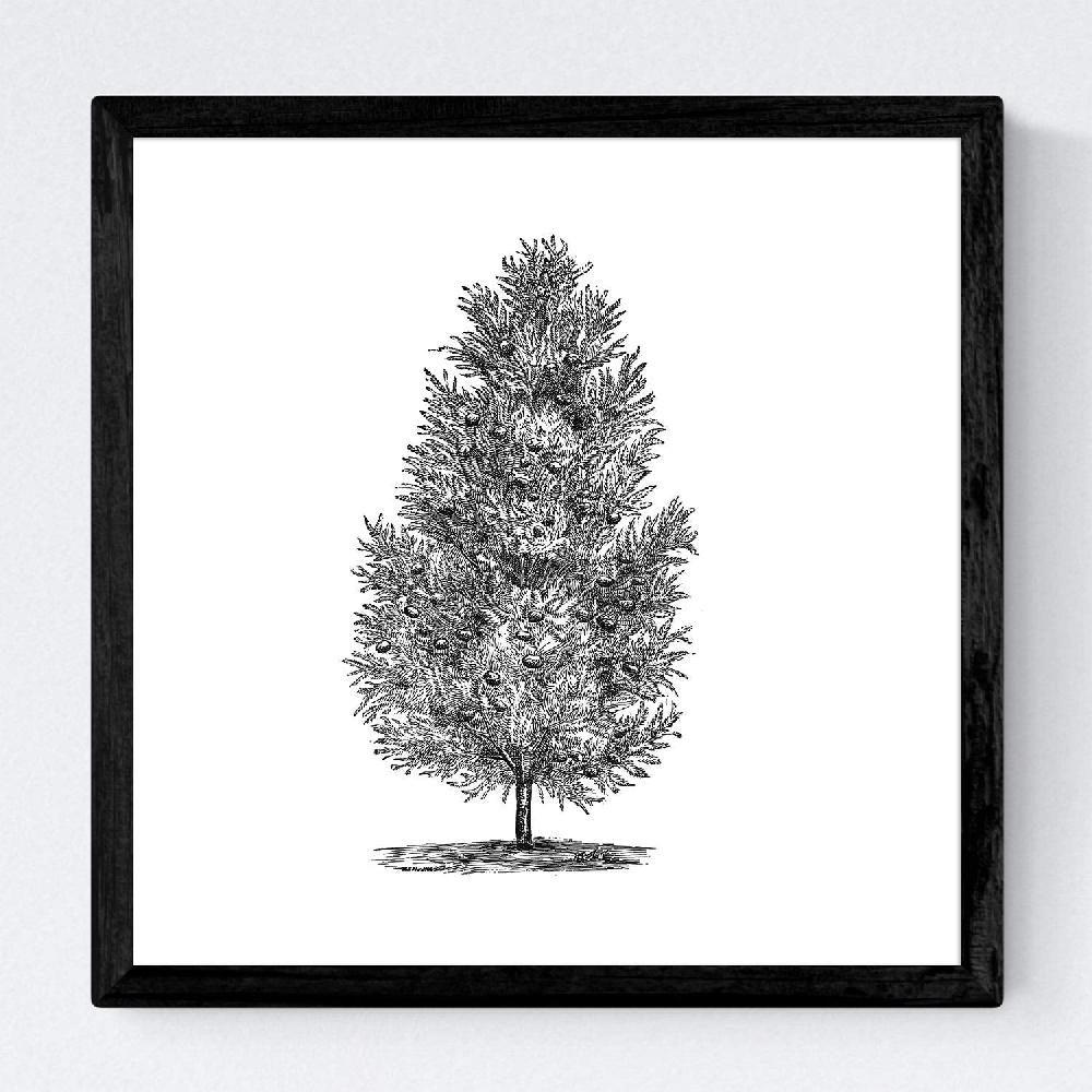 Nacnic Set De Láminas De Arboles Fondosos
