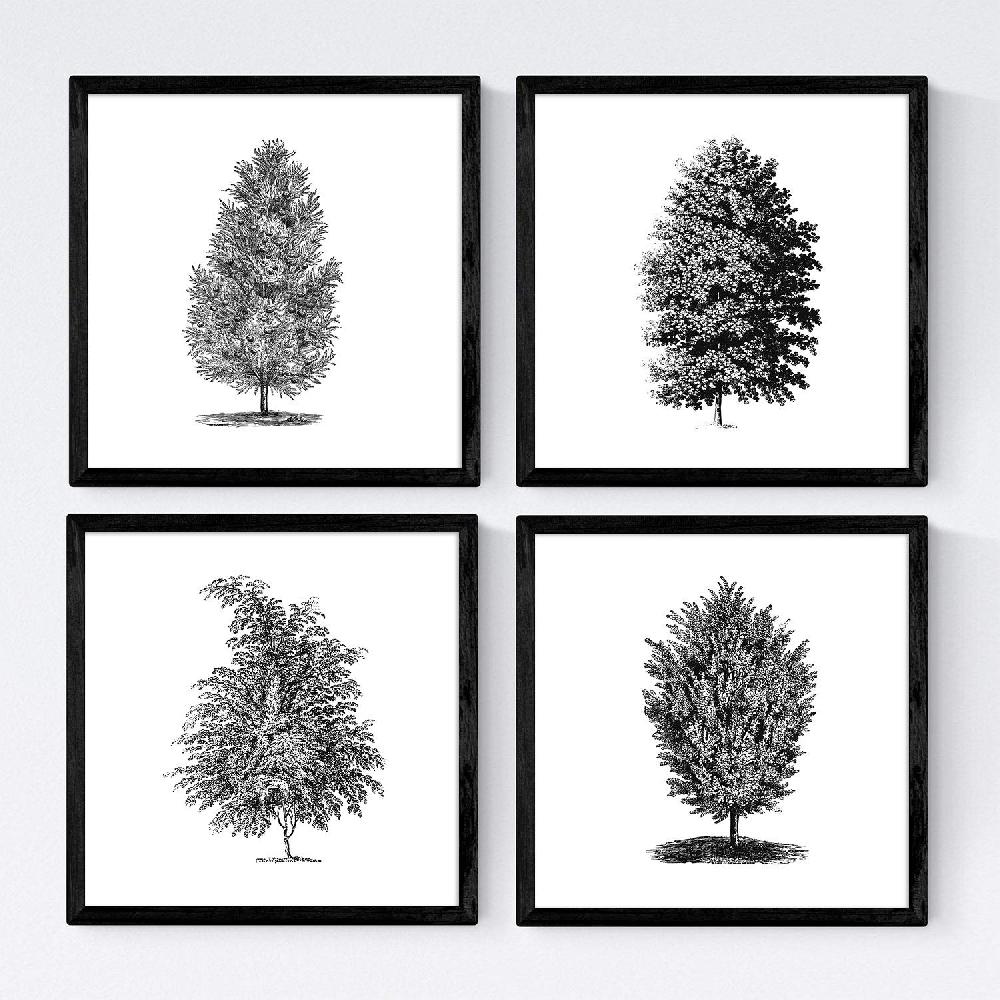 nacnic Set de Láminas de Arboles Fondosos