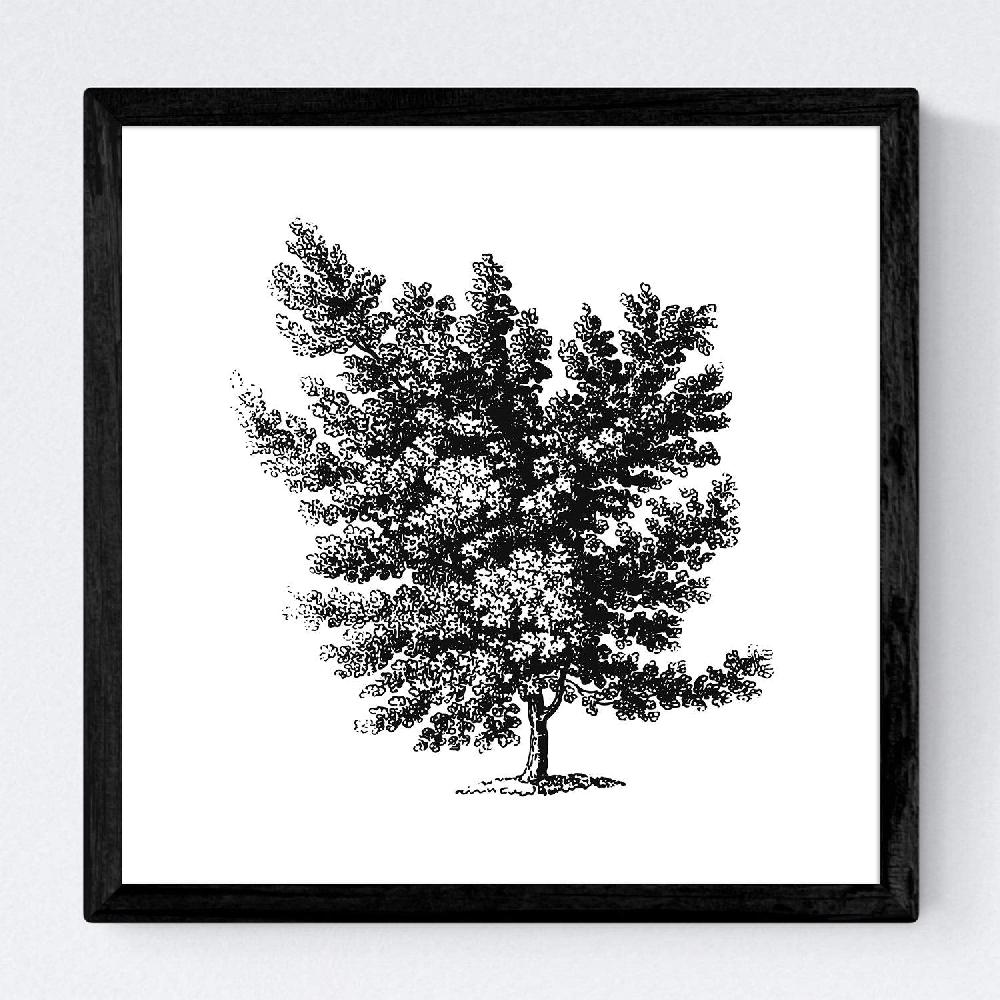 Nacnic Set De Láminas De Arboles Frondosos