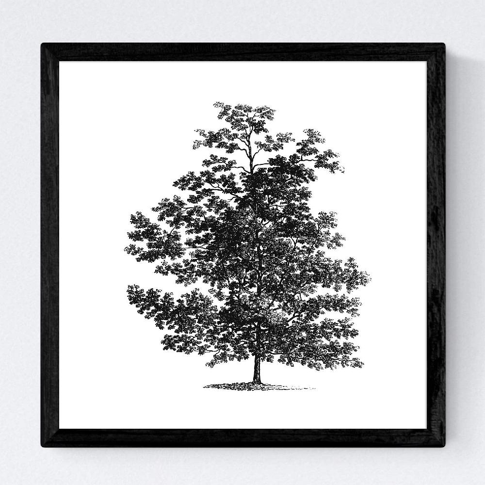 Nacnic Set De Láminas De Arboles Frondosos