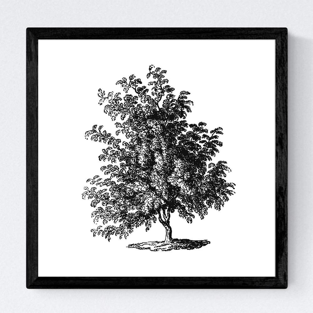 Nacnic Set De Láminas De Arboles Frondosos