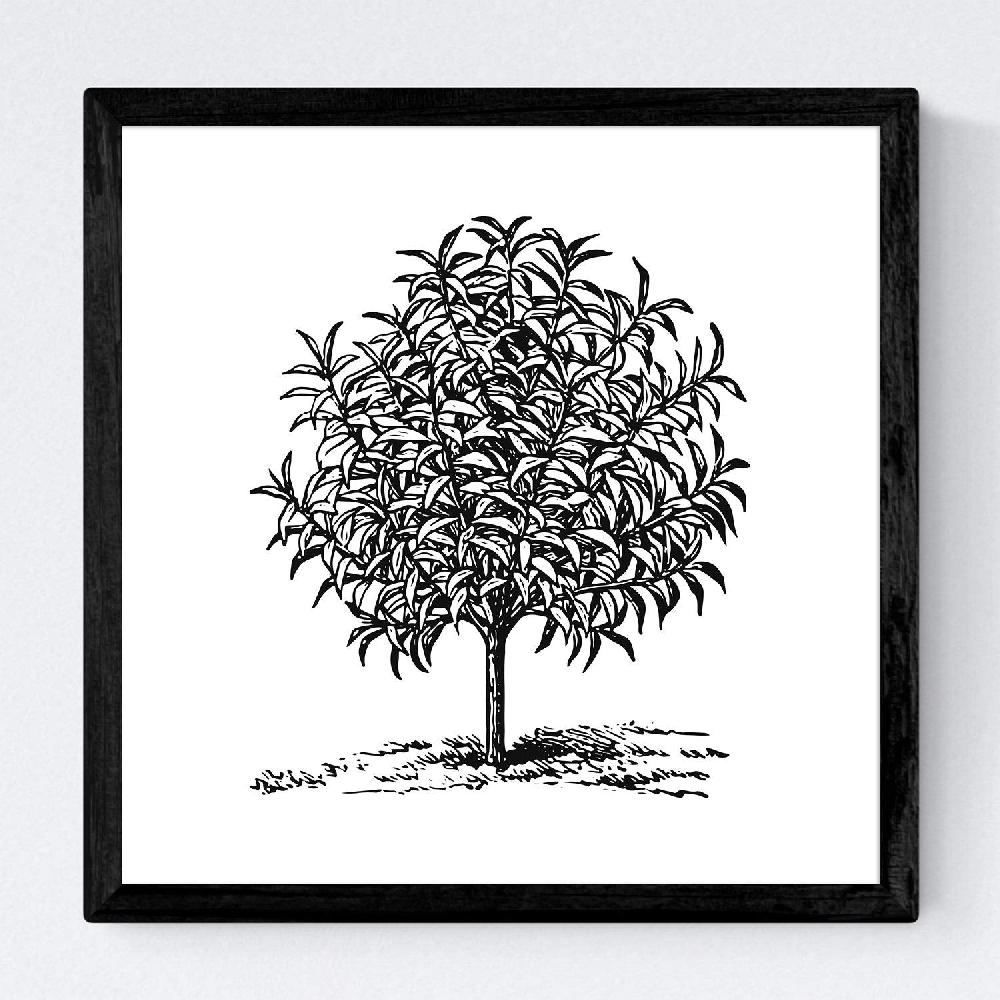 Nacnic Set De Láminas De Arboles Frutales