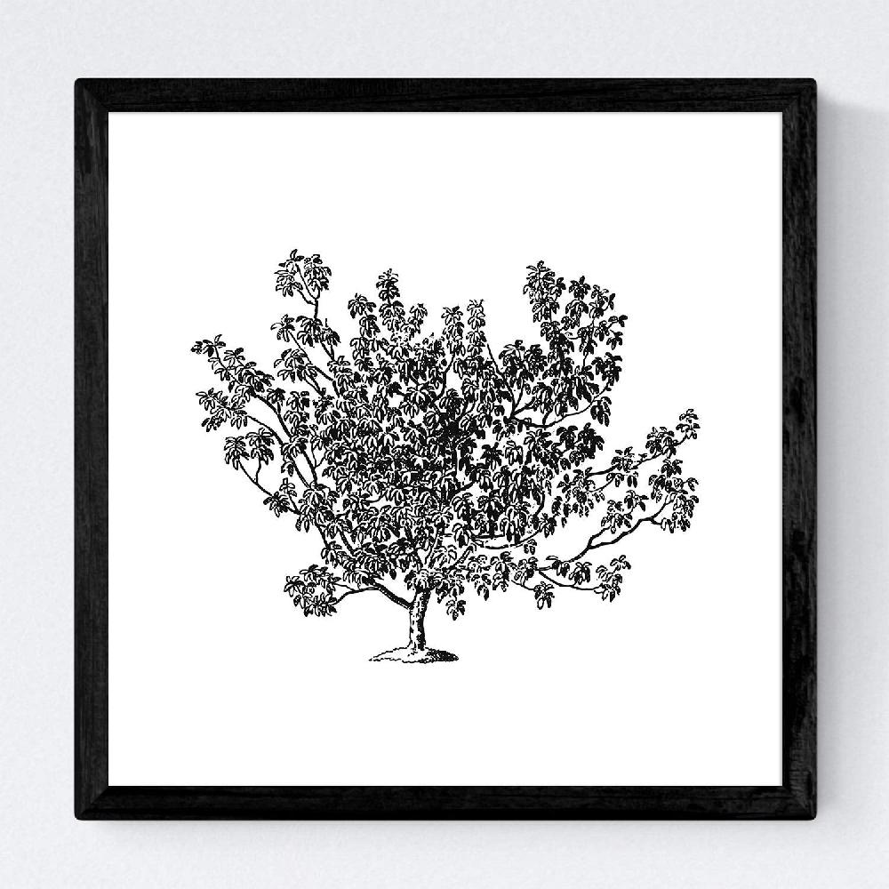 Nacnic Set De Láminas De Arboles Frutales