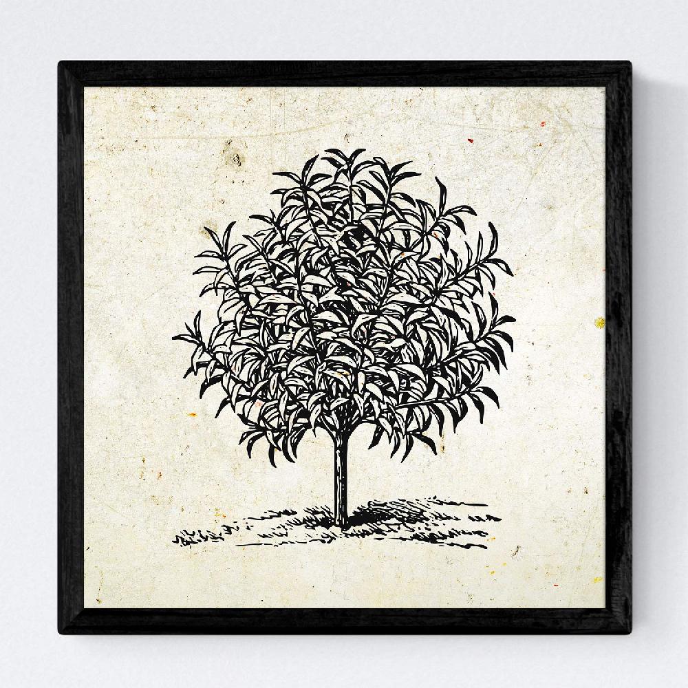 Nacnic Set De Láminas De Arboles Frutales Vintage