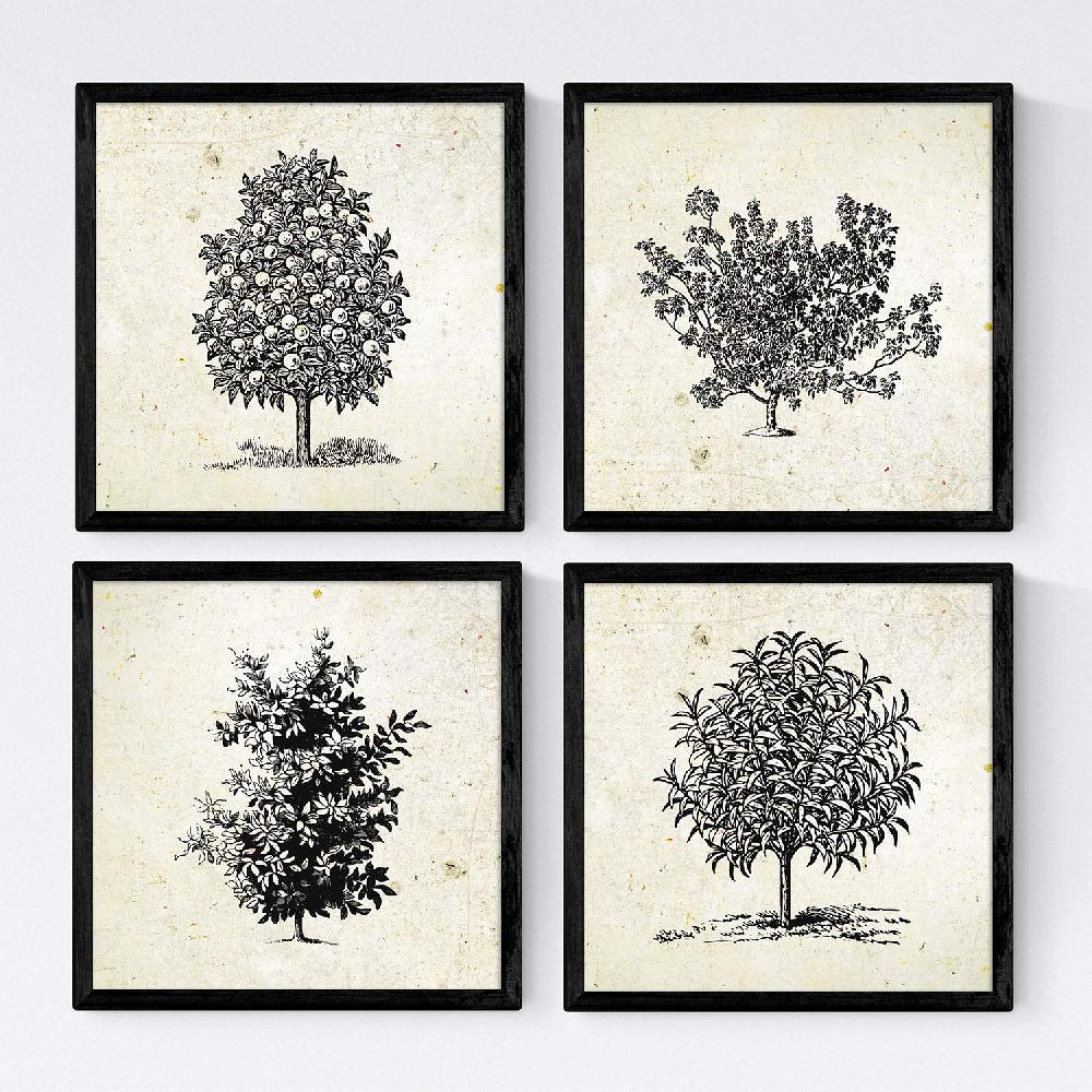 nacnic Set de Láminas de Arboles Frutales Vintage