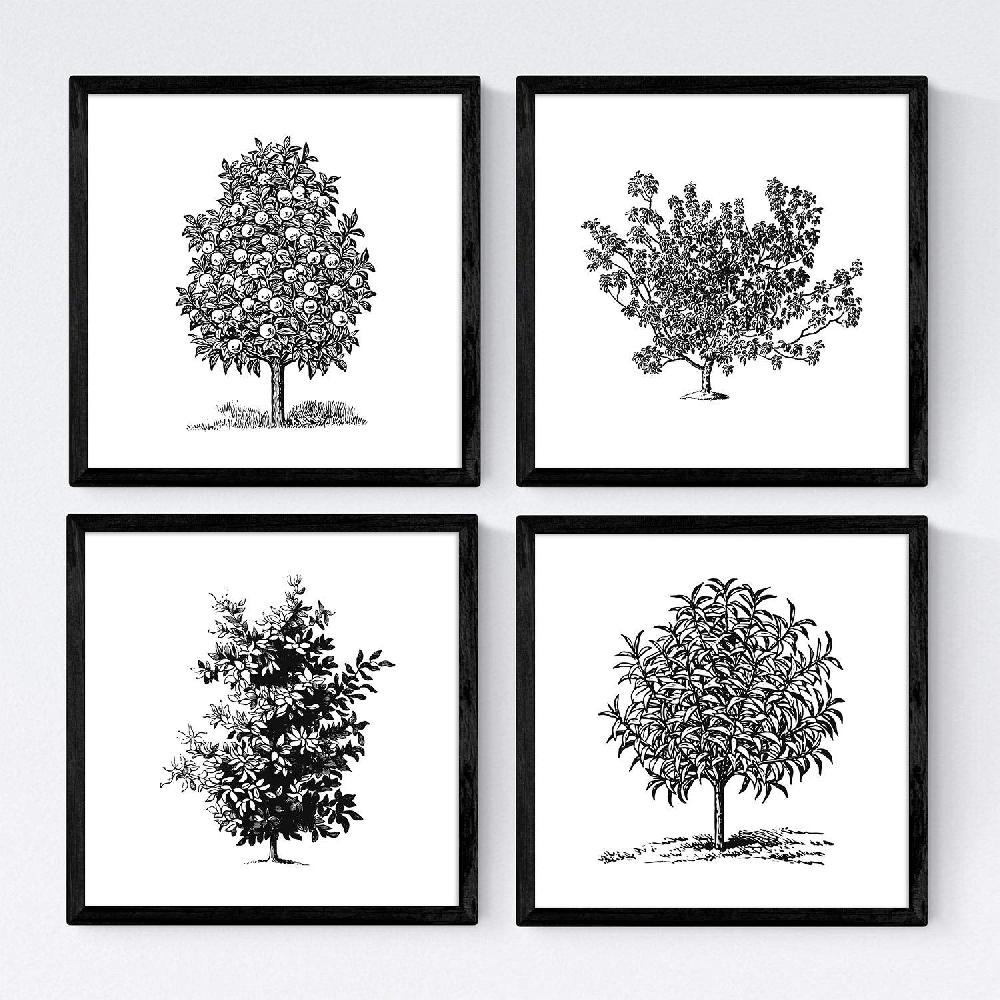 nacnic Set de Láminas de Arboles Frutales