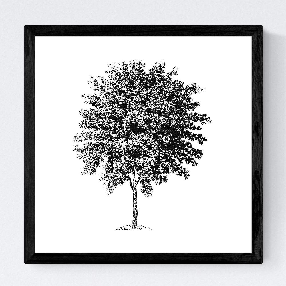 Nacnic Set De Láminas De Arboles Medianos