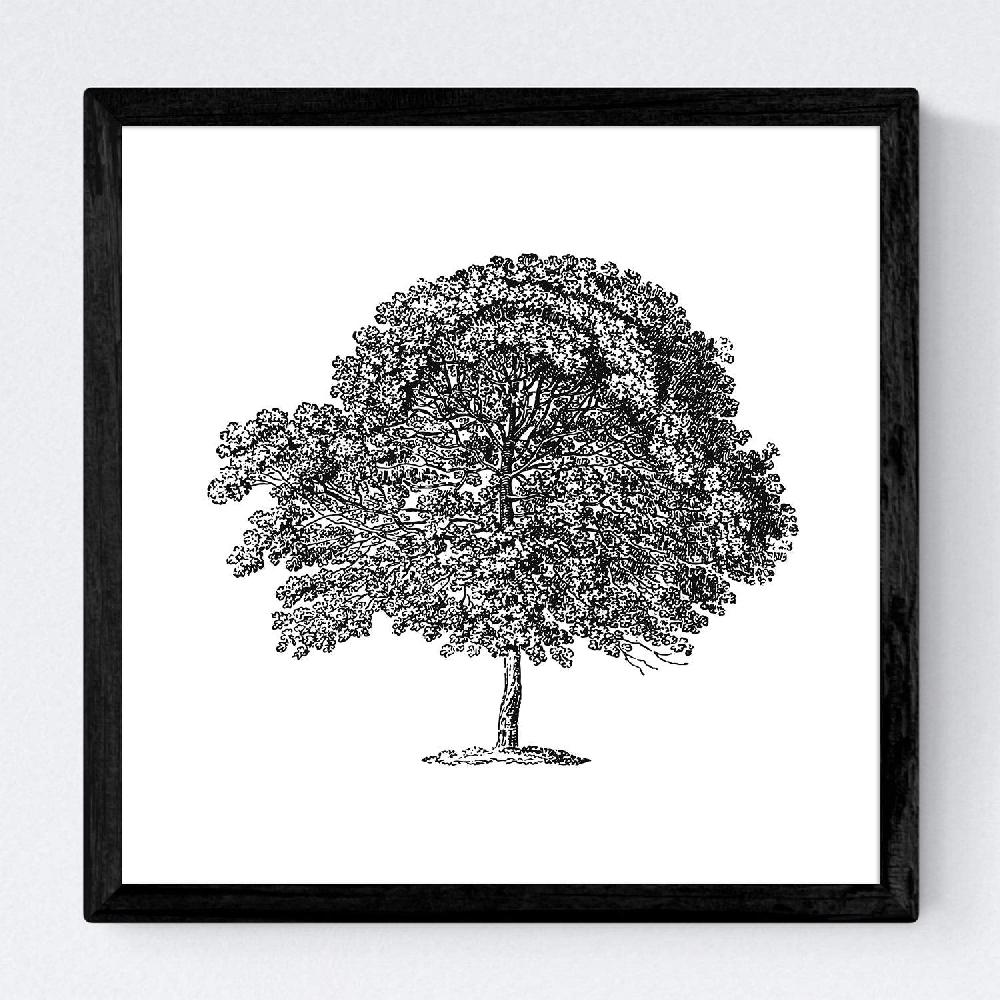 Nacnic Set De Láminas De Arboles Medianos