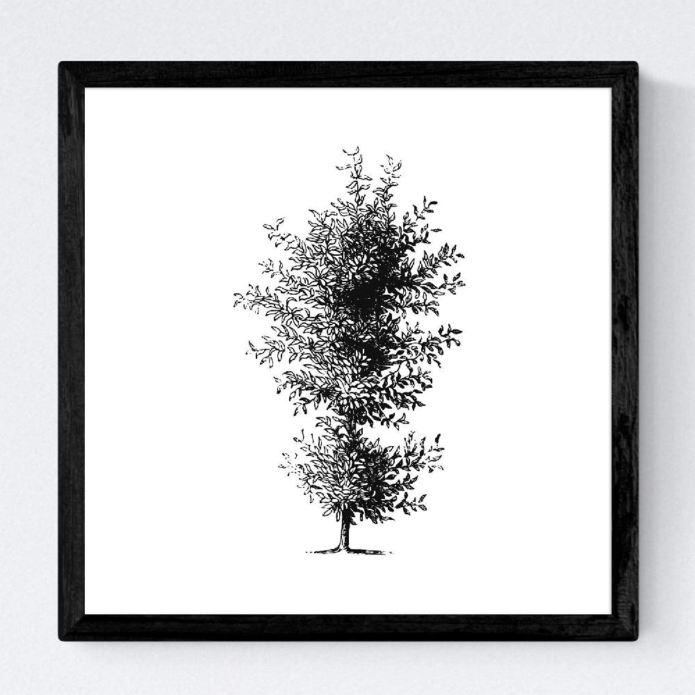 Nacnic Set De Láminas De Arboles Ornamentales