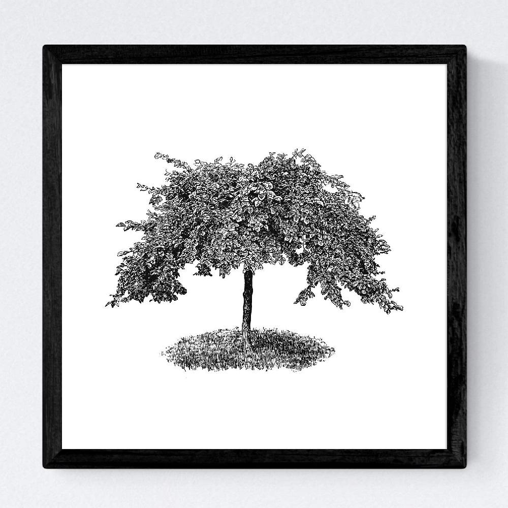 Nacnic Set De Láminas De Arboles Ornamentales
