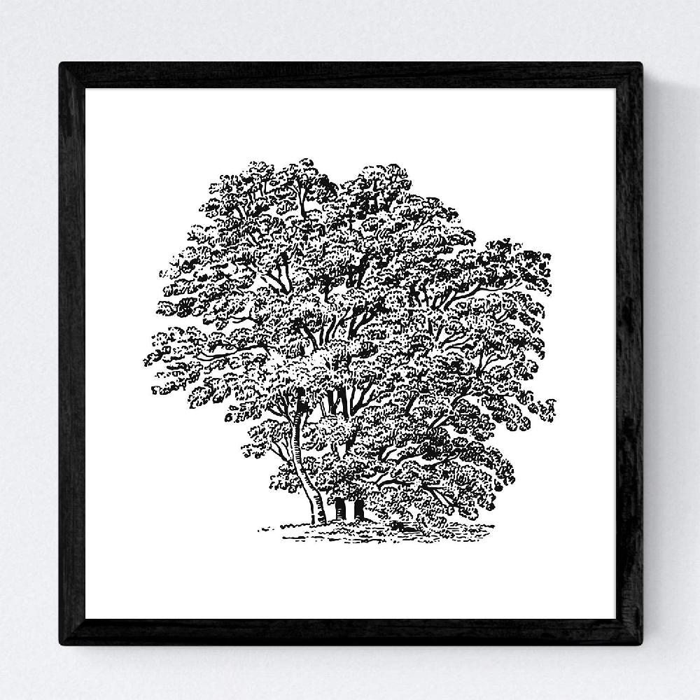 Nacnic Set De Láminas De Árboles Variados