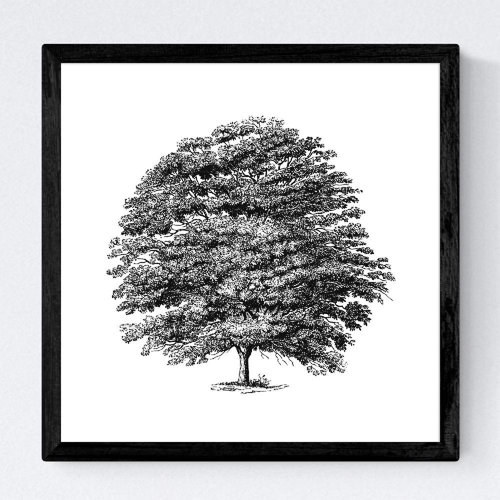 Nacnic Set De Láminas De Árboles Variados