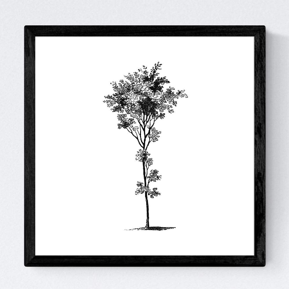 Nacnic Set De Láminas De Arboles Variados
