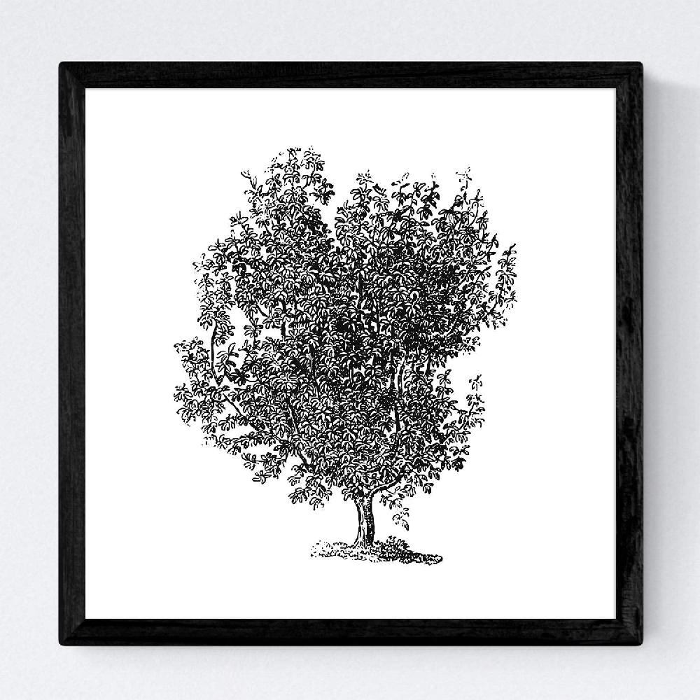 Nacnic Set De Láminas De Arboles Variados