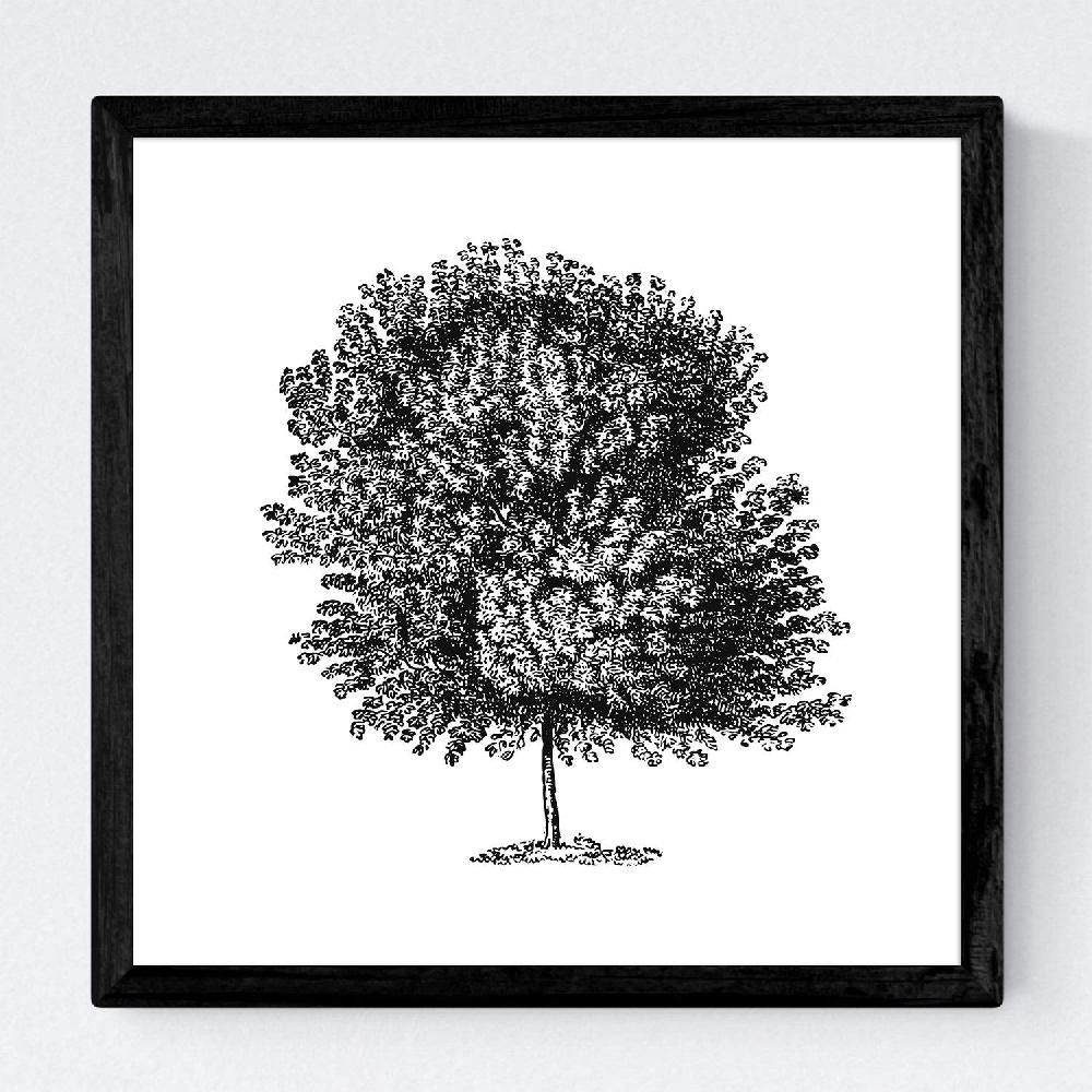 Nacnic Set De Láminas De Arboles Variados