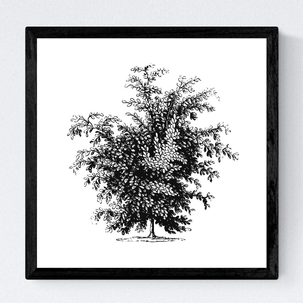 Nacnic Set De Láminas De Arboles Y Arbustos