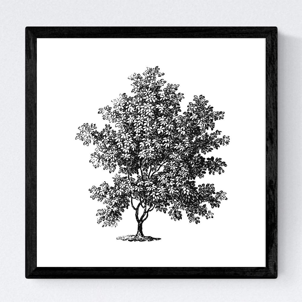 Nacnic Set De Láminas Vintage De Arboles