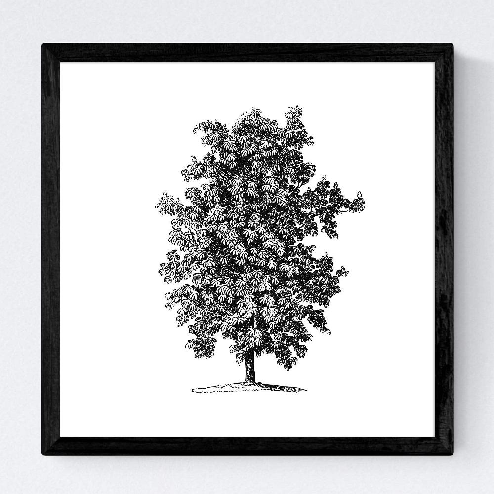 Nacnic Set De Láminas Vintage De Arboles