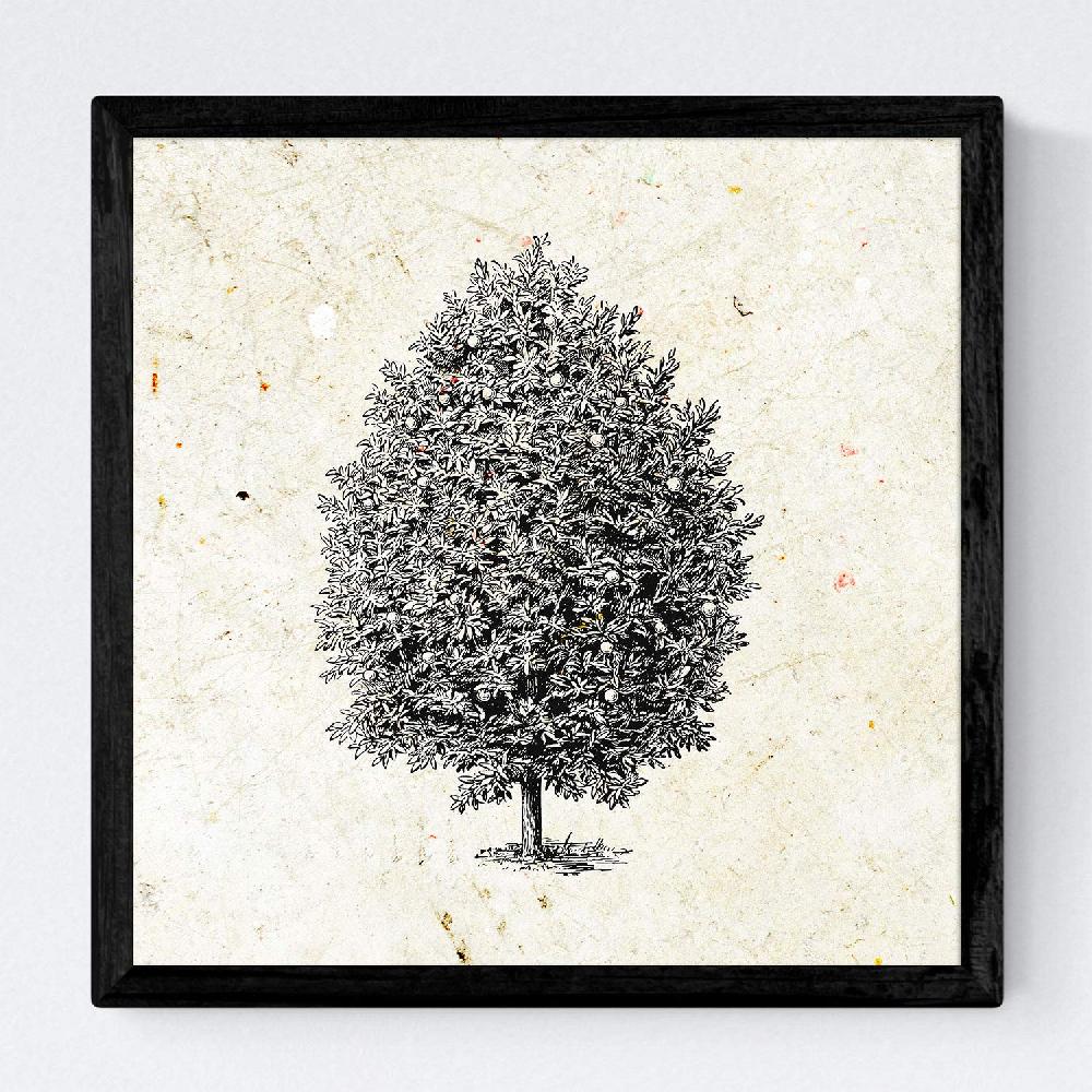 Nacnic Set De Láminas Vintage De Arboles Altos