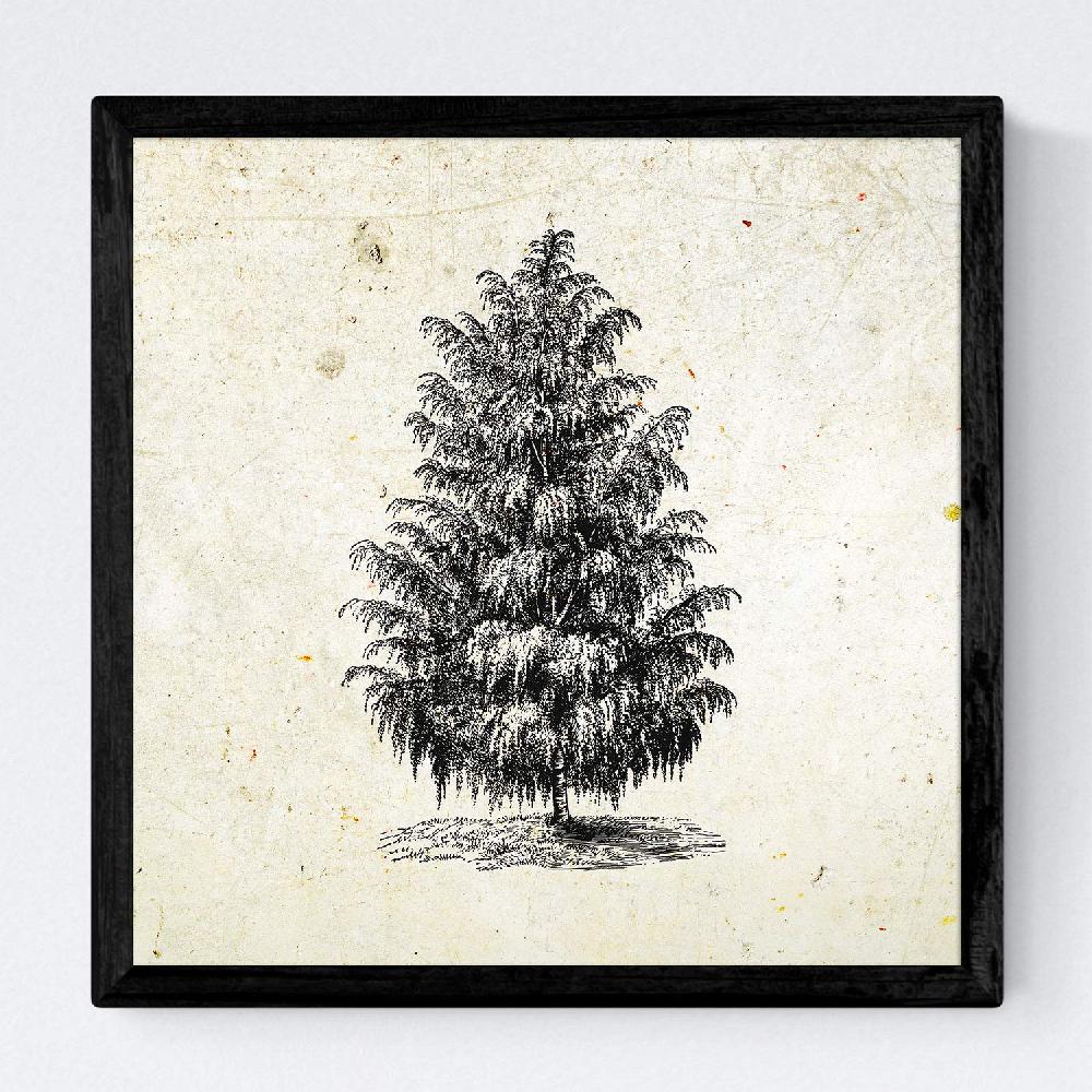 Nacnic Set De Láminas Vintage De Arboles Altos