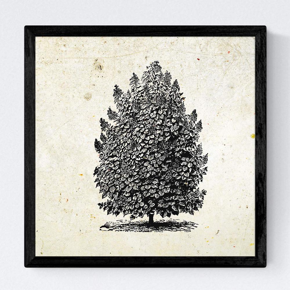 Nacnic Set De Láminas Vintage De Arboles Altos