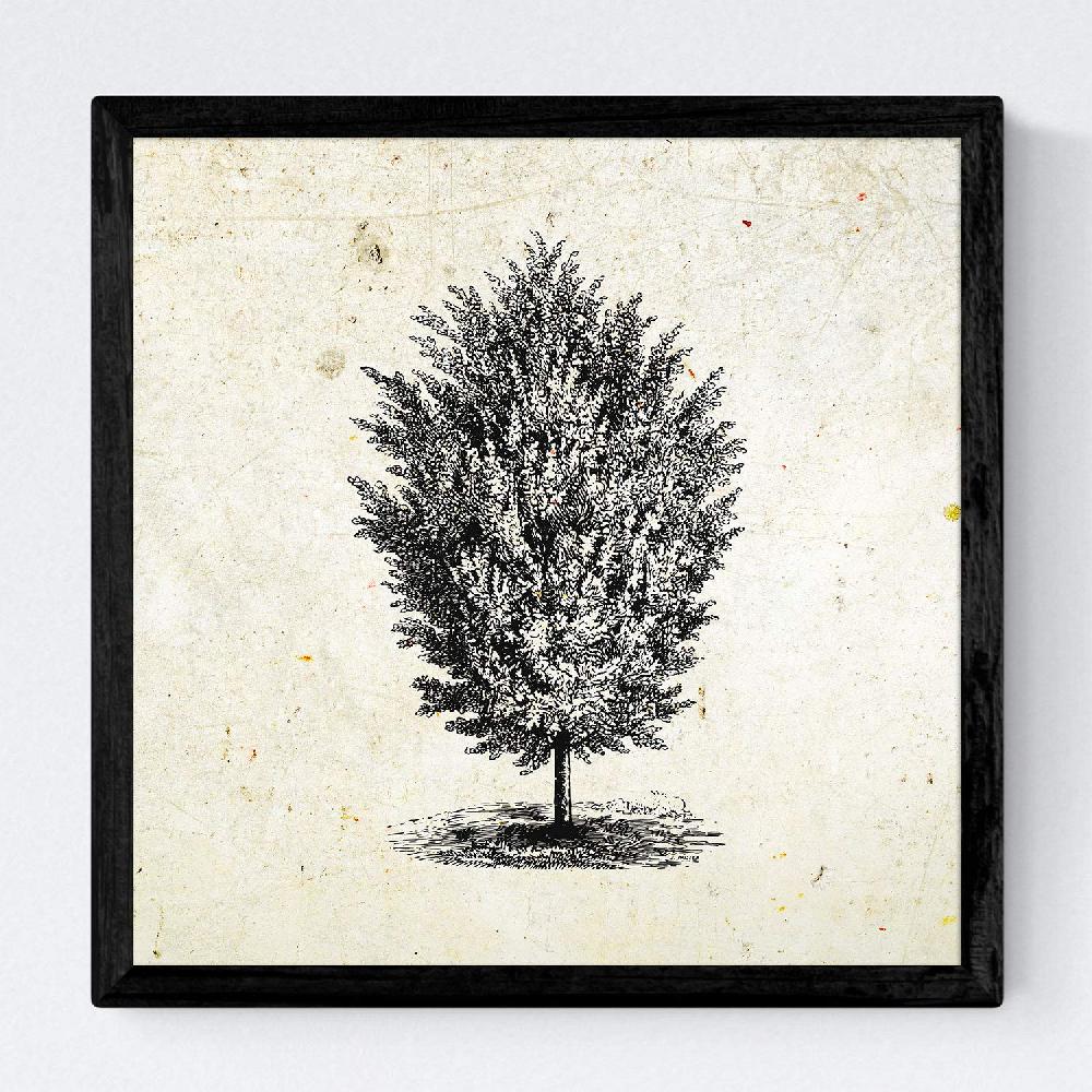 Nacnic Set De Láminas Vintage De Árboles Del Mundo