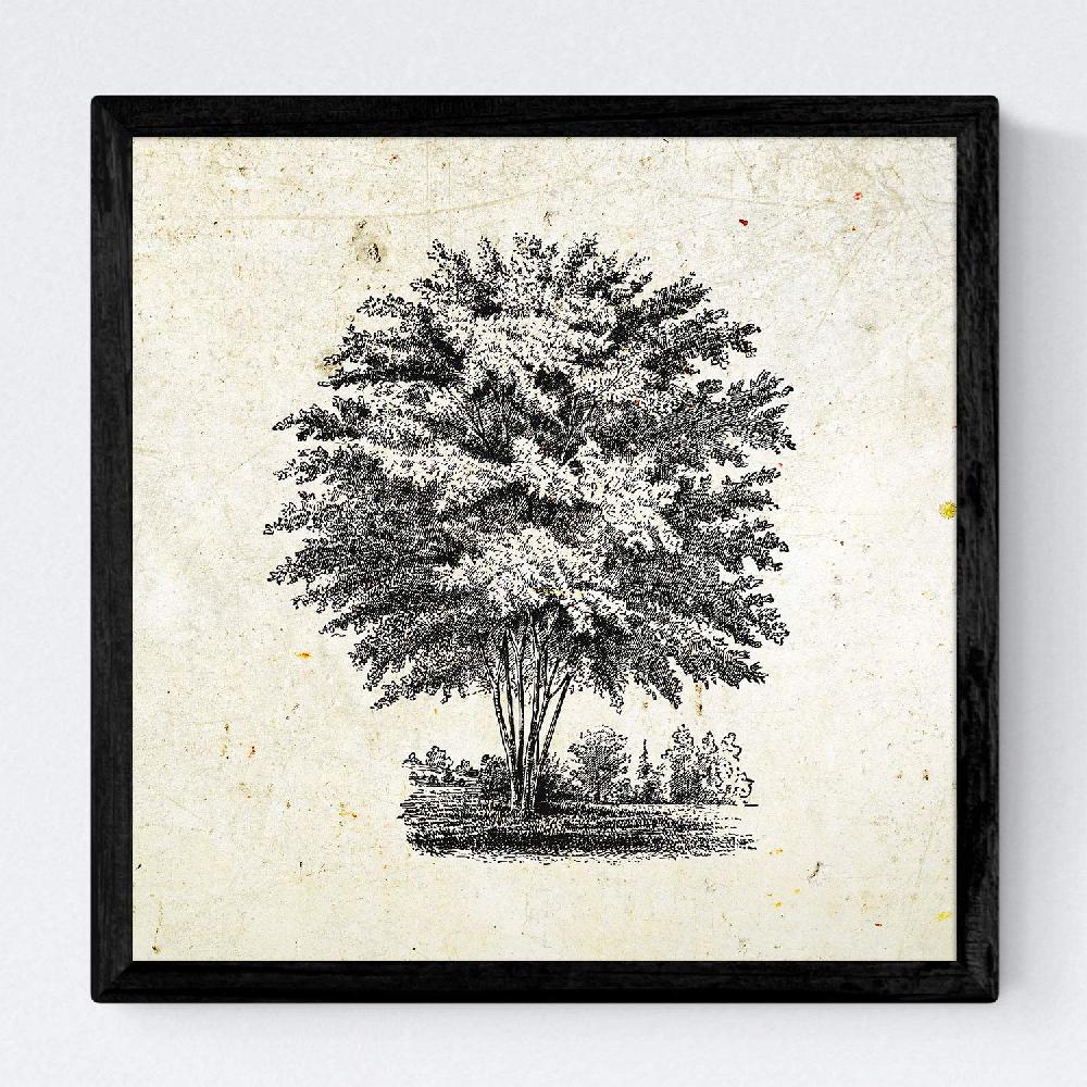 Nacnic Set De Láminas Vintage De Árboles Del Mundo