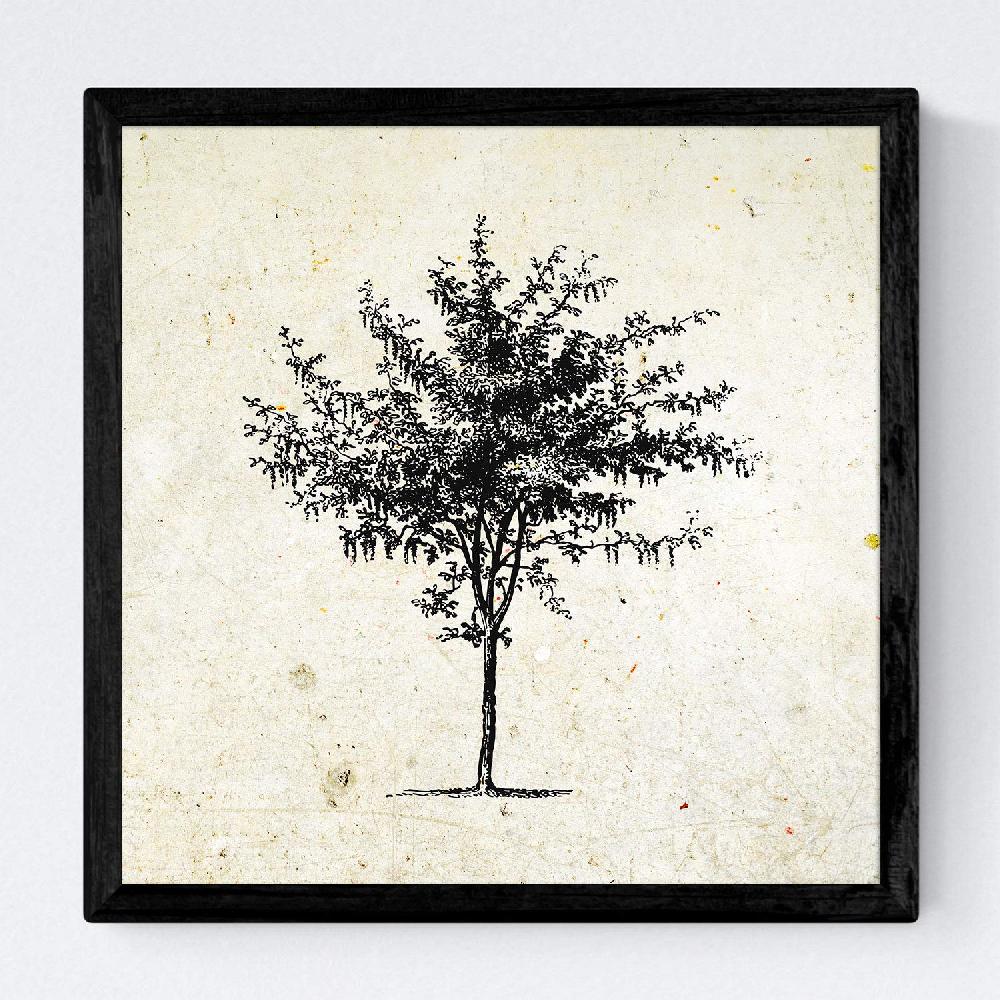 Nacnic Set De Láminas Vintage De Árboles Del Mundo