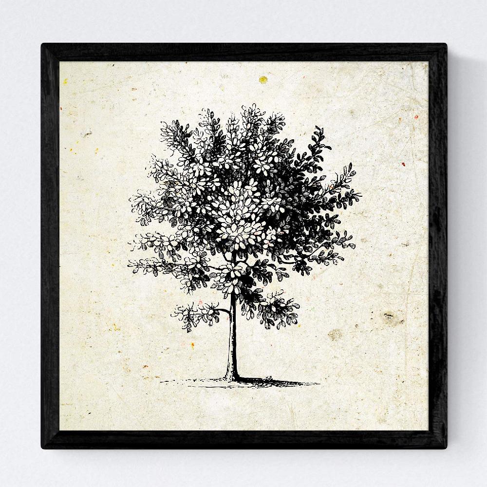 Nacnic Set De Láminas Vintage De Arboles Medianos